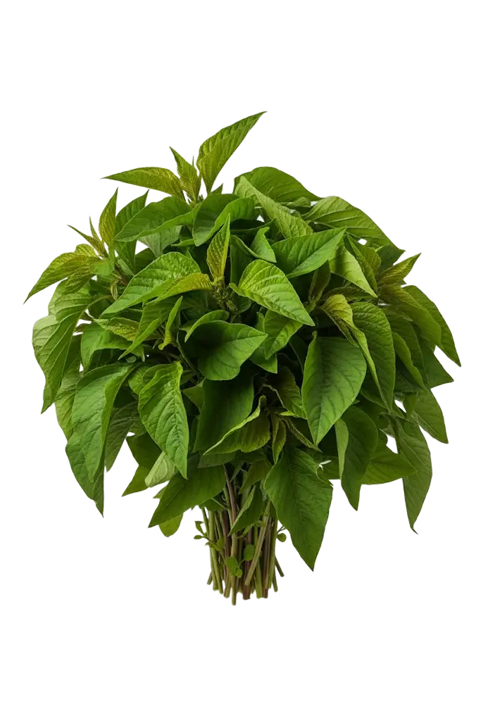 Fresh callaloo leaves bunch
