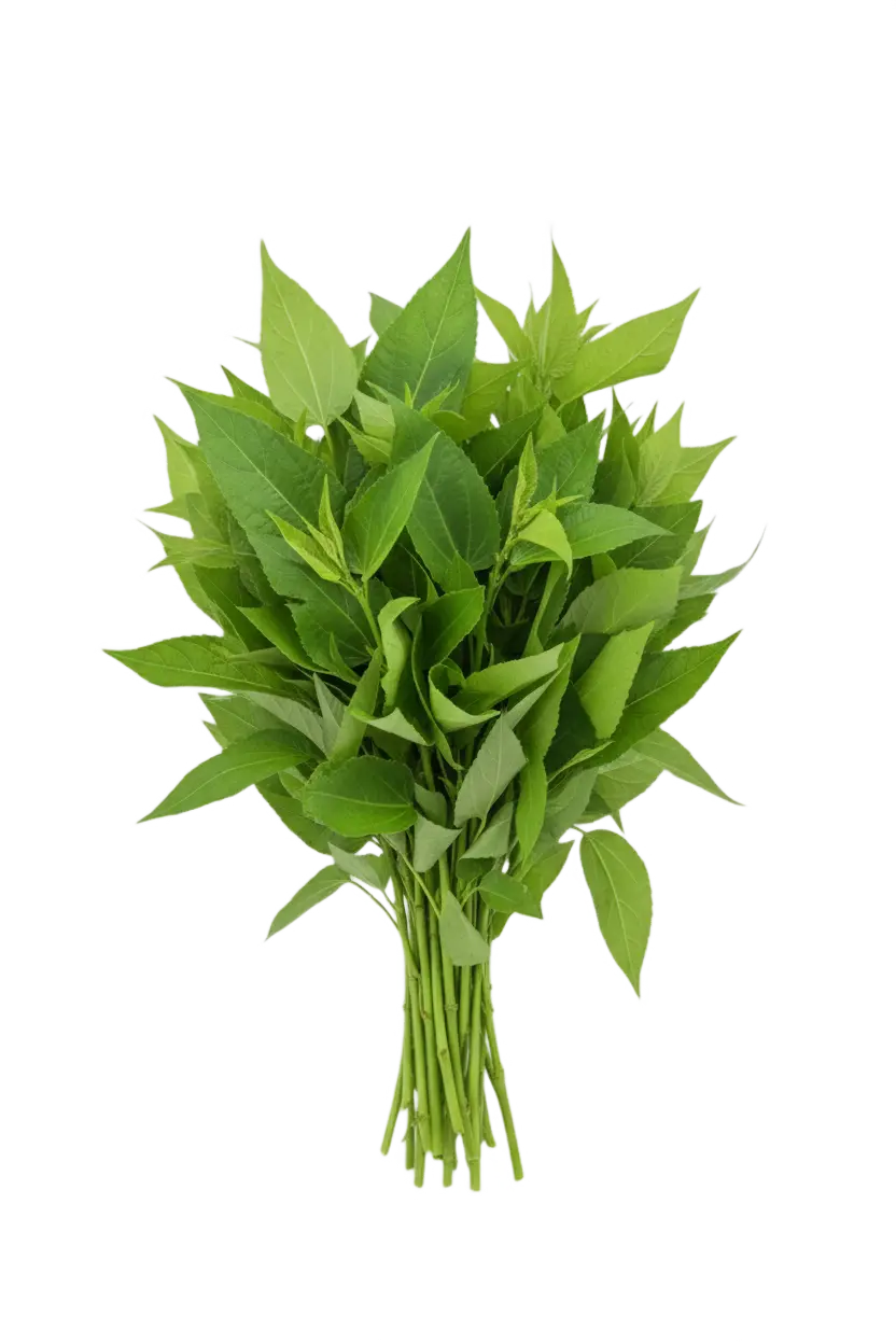 Fresh green jute leaves ready for cooking