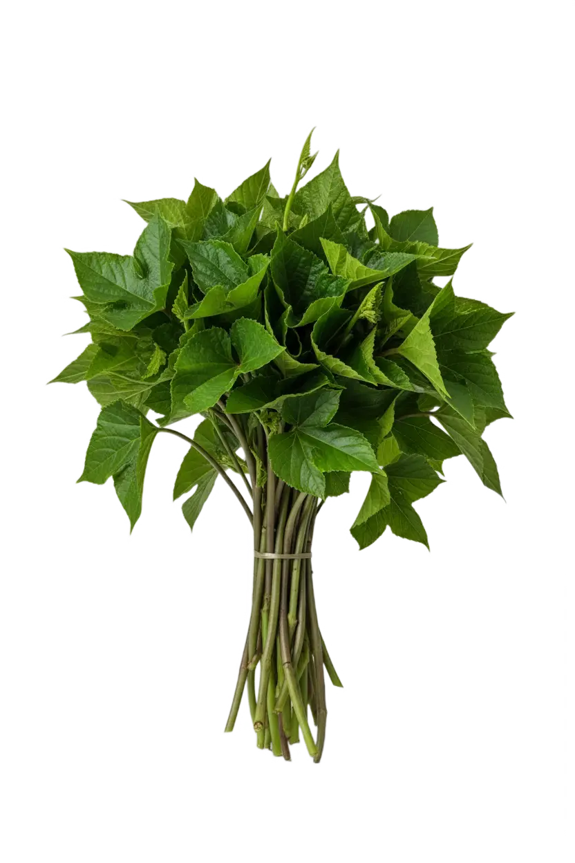 Fresh fluted pumpkin leaves