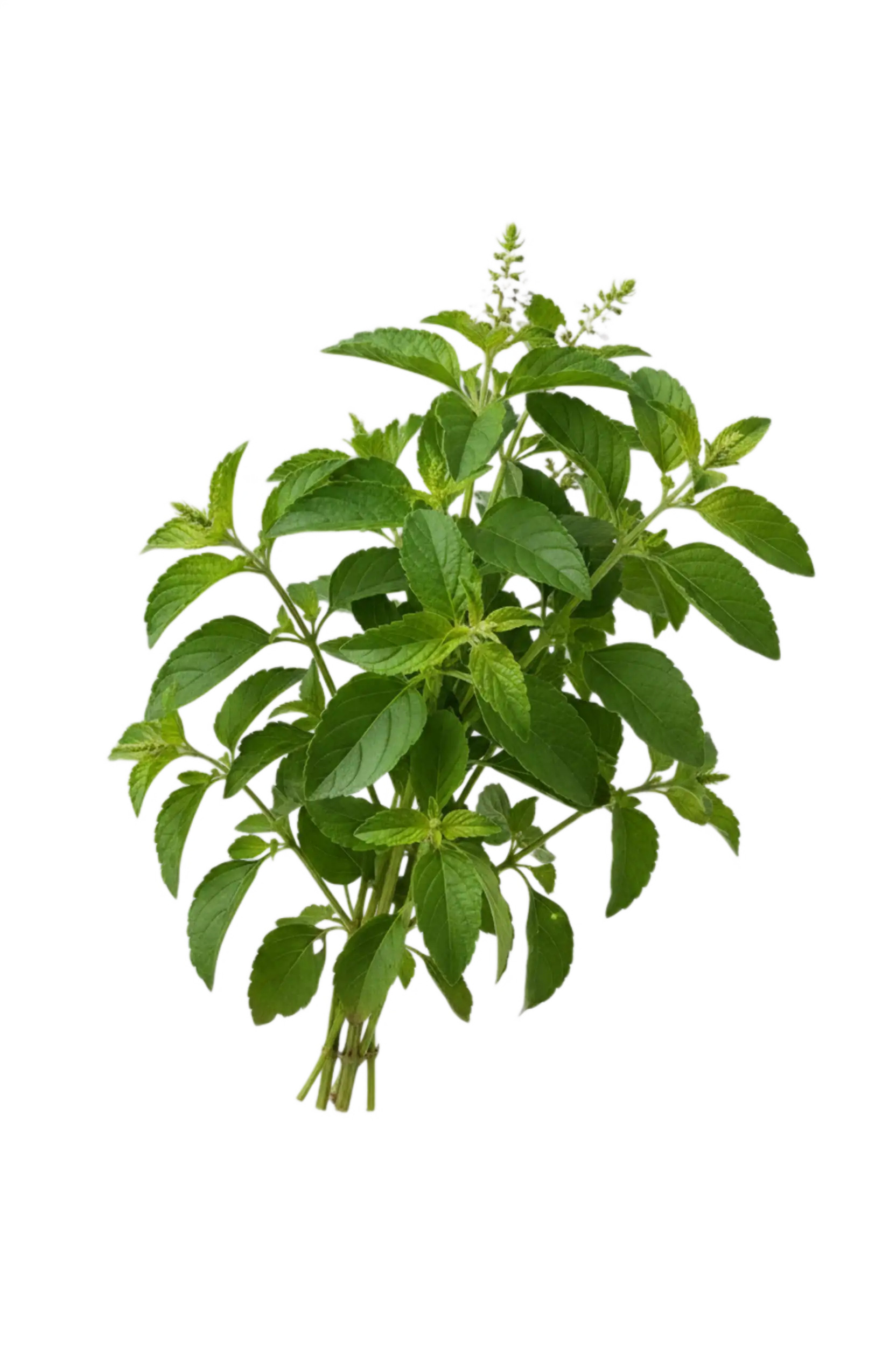 Fresh clove basil leaves on a wooden board