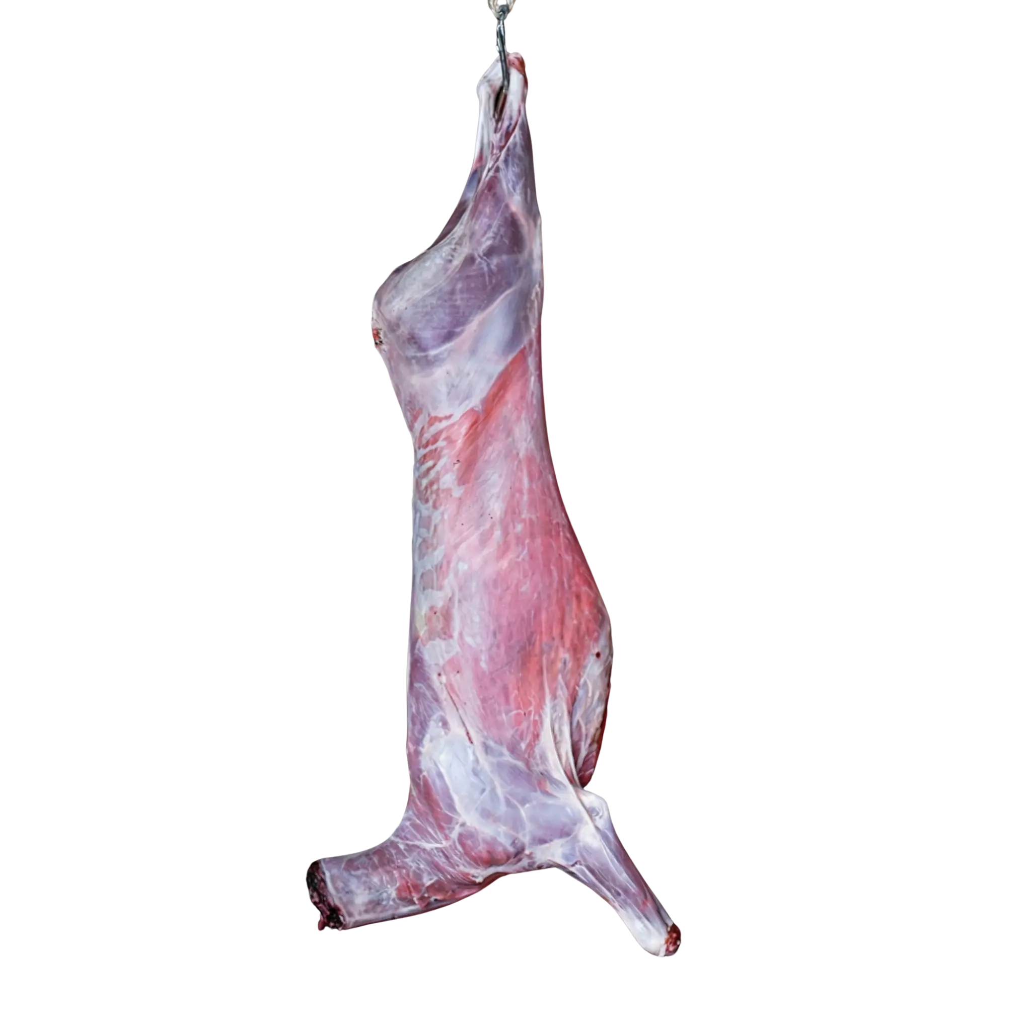 Whole lamb carcass for roasting